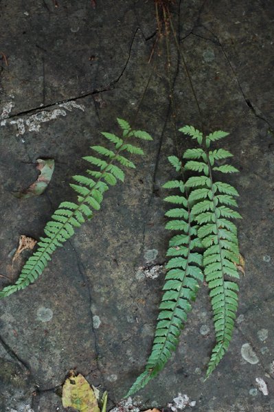 Polystichum chunii (Dryopteridaceae)