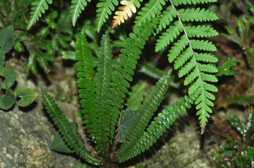 Polystichum dielsii (Dryopteridaceae)