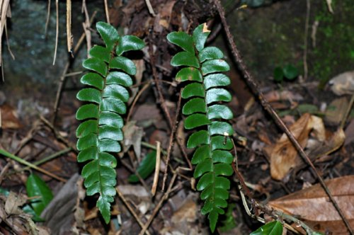 Polystichum fimbriatum (Dryopteridaceae)