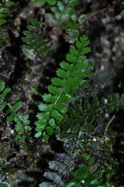 Polystichum liu (Dryopteridaceae)
