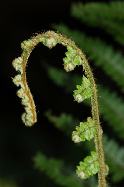 Polystichum piceopaleaceum (Dryopteridaceae)