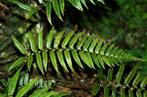 Polystichum revolutum (Dryopteridaceae)