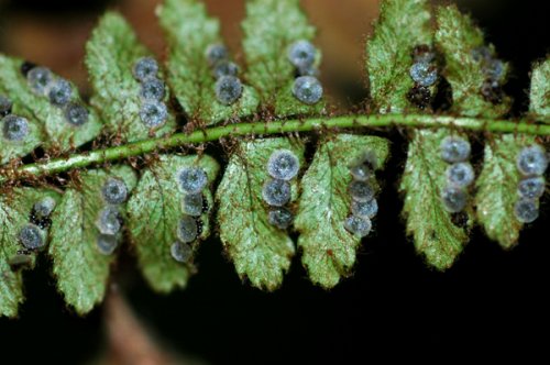 Polystihcum craspedororum (Dryopteridaceae)