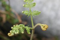 Pteridium aquilinum (Pteridaceae)