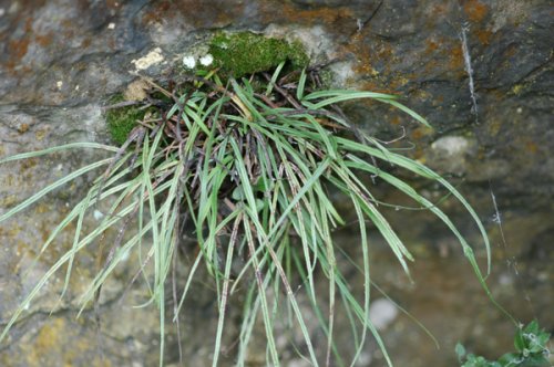 Pteris henryi (Pteridaceae)