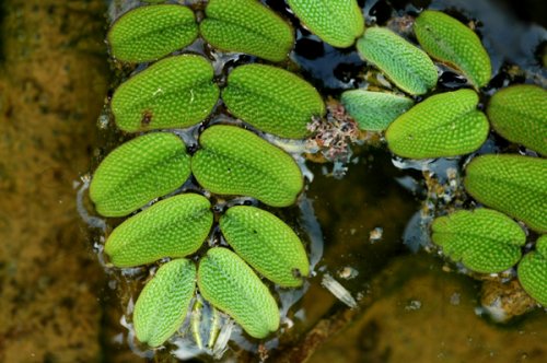 Salvinia natans (Salviniaceae)