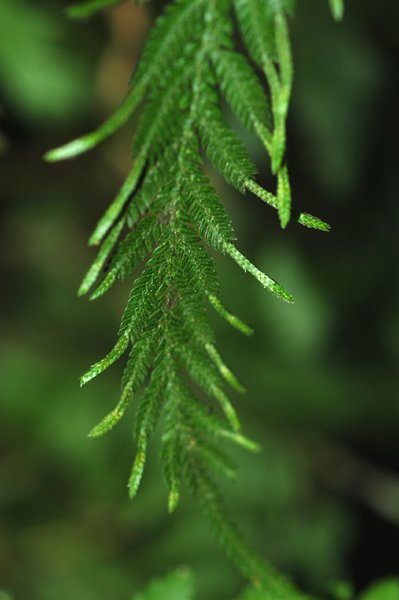 Selaginella delicatula (Selaginellaceae)