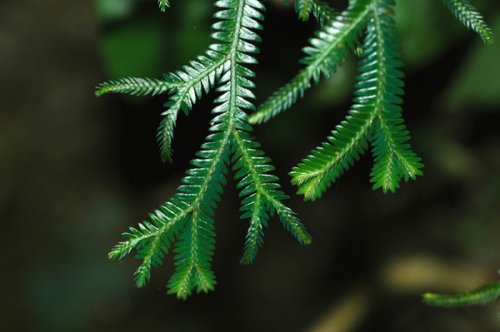 Selaginella doederleinii (Selaginellaceae)