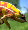 Madagascar Biodiversity and Conservation