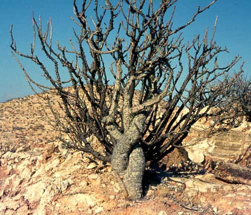 Genus Adenia