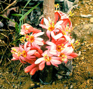 Genus Passiflora