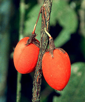 Genus Passiflora