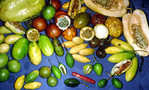 Fruits as Food