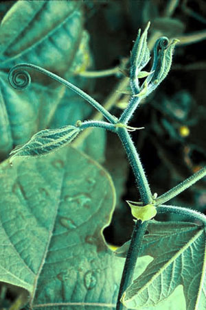 Stem and Tendrils