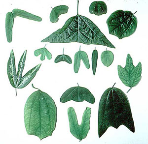 Leaf Shape
