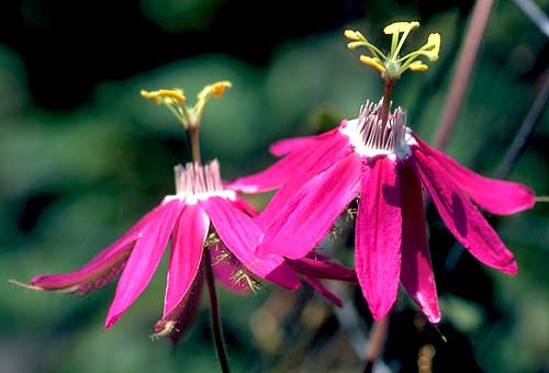 Bird Pollination