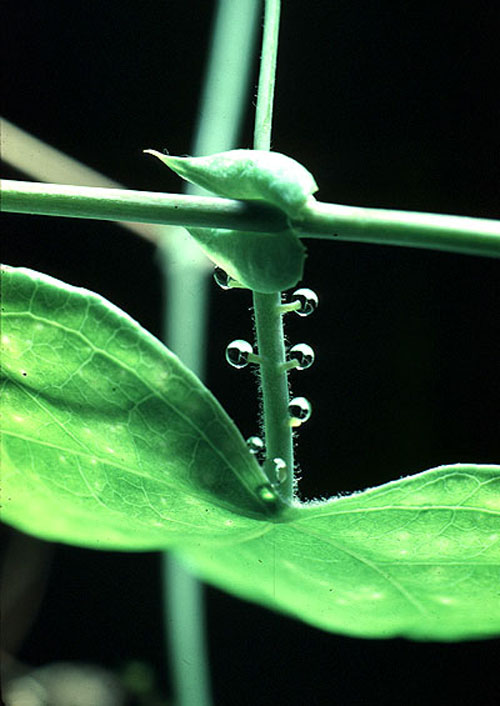 Extrafloral Nectaries