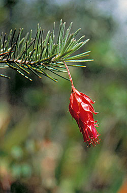 Asteraceae