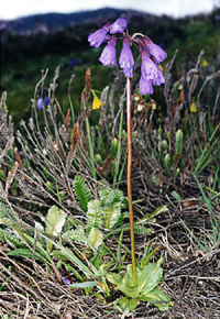 Primula amethystina (Primulaceae)
