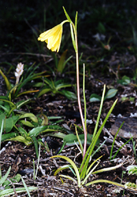 Lloydia oxycarpa (Liliaceae)