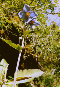 Meconopsis ?nepalensis (Papaveraceae)