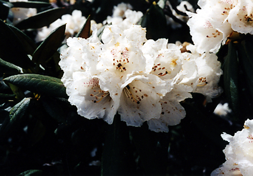 Rhododendron phaeochrysum (Ericaceae)