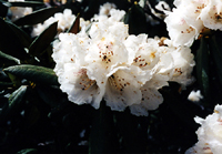 Rhododendron phaeochrysum (Ericaceae)