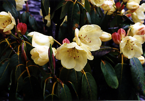 Rhododendron wardii (Ericaceae)