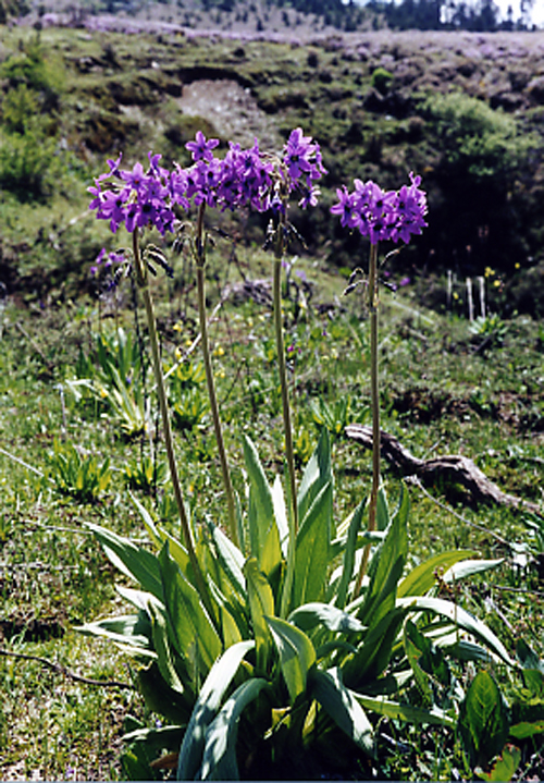 Primula chionantha (Primulaceae)