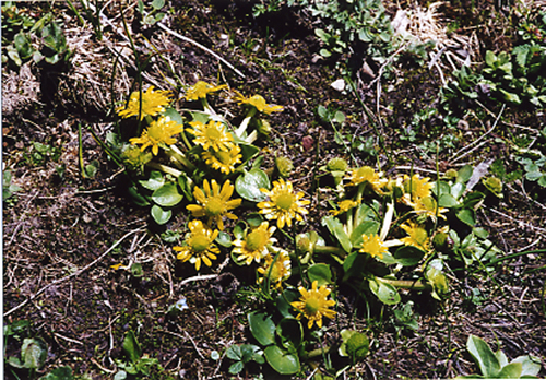 Oxygraphis glacialis (Ranunculaceae)