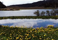 Lakeshore marsh with Caltha sp. (Ranunculaceae)