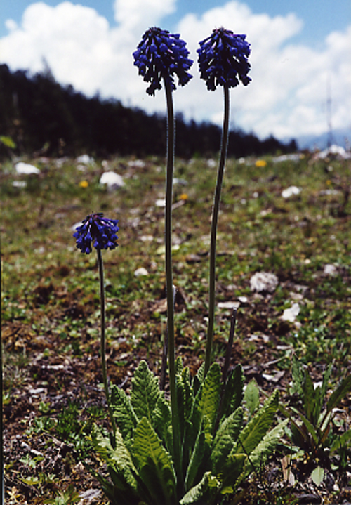 Primula deflexa (Primulaceae)