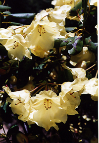 Rhododendron wardii (Ericaceae)