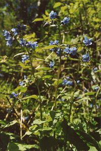 Hackelia brachytuba (Boraginaceae)