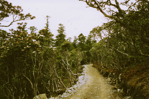 Forest of Rhododendron phaeochrysum (Ericaceae)