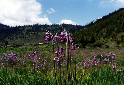 Primula secundiflora (Primulaceae)