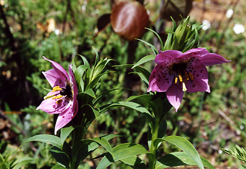 Nomocharis aperta (Liliaceae)