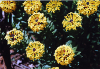 Stellera chamaejasme (Thymelaeaceae)