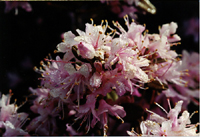Rhododendron ?racemosum (Ericaceae)