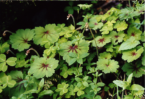 Saxifraga rufescens (Saxifragaceae)