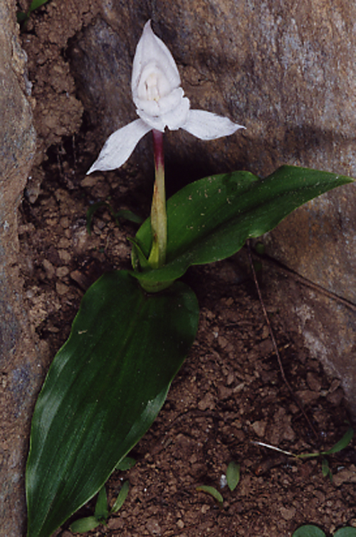 Roscoea ?tibetica (Zingiberaceae)