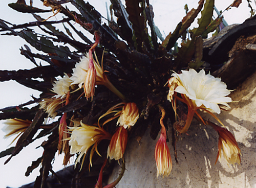 Seleniepiphyllum cooperi (Cactaceae)