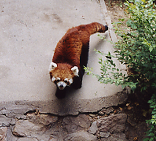 Red panda (Ailurus fulgens)