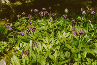 Primula secundiflora (Primulaceae)