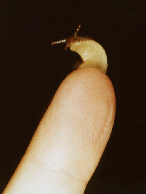 Rusty colored slug waving tentacles