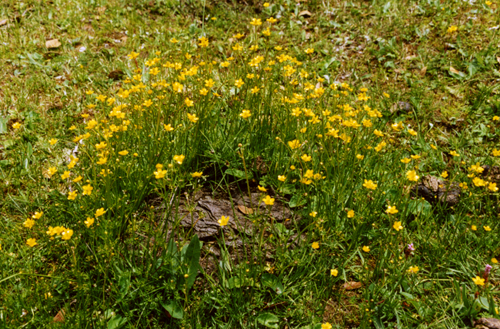 Ranunculus sp. (Ranunculaceae)