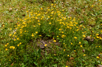 Ranunculus sp. (Ranunculaceae)