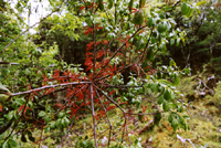 Taxillus delavayi (Loranthaceae) 