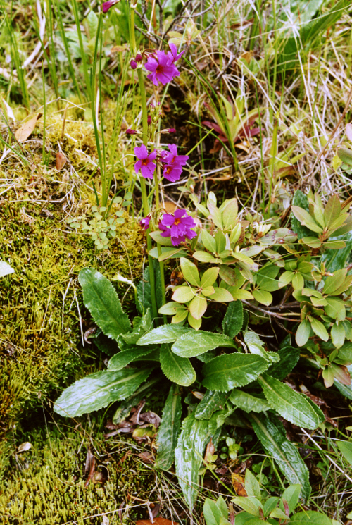 Primula poissonii (Primulaceae)