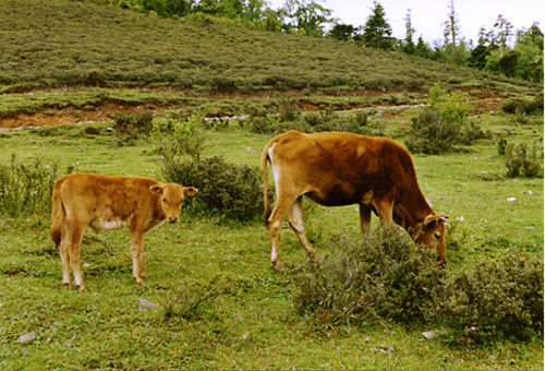 Cow and calf grazing